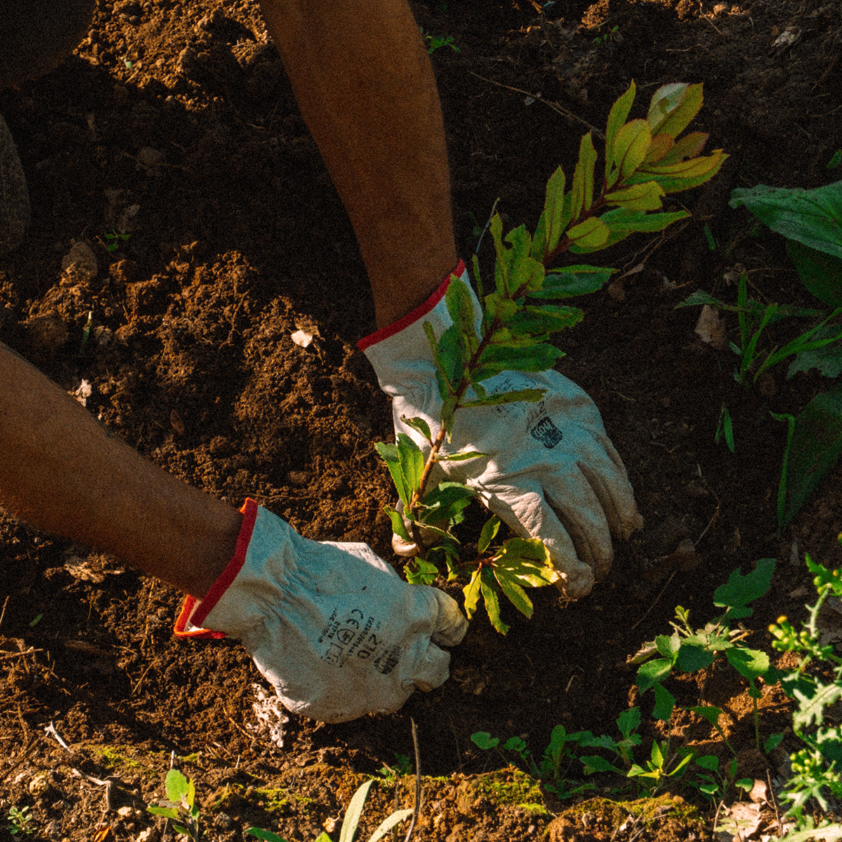 Planting new trees on Casa YUVI organic farm