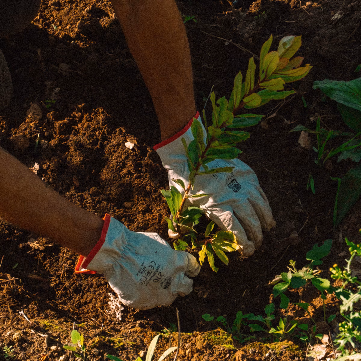 Organic farming at Casa YUVI