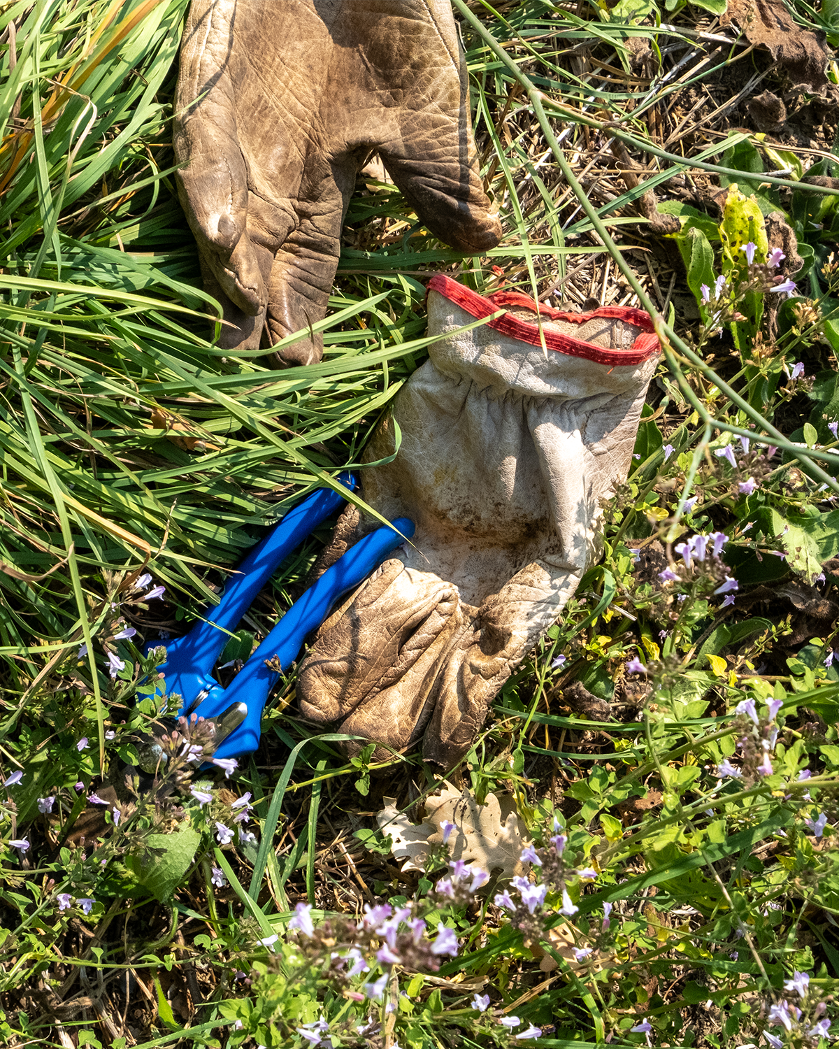 Pruning olive trees during winter at Casa YUVI