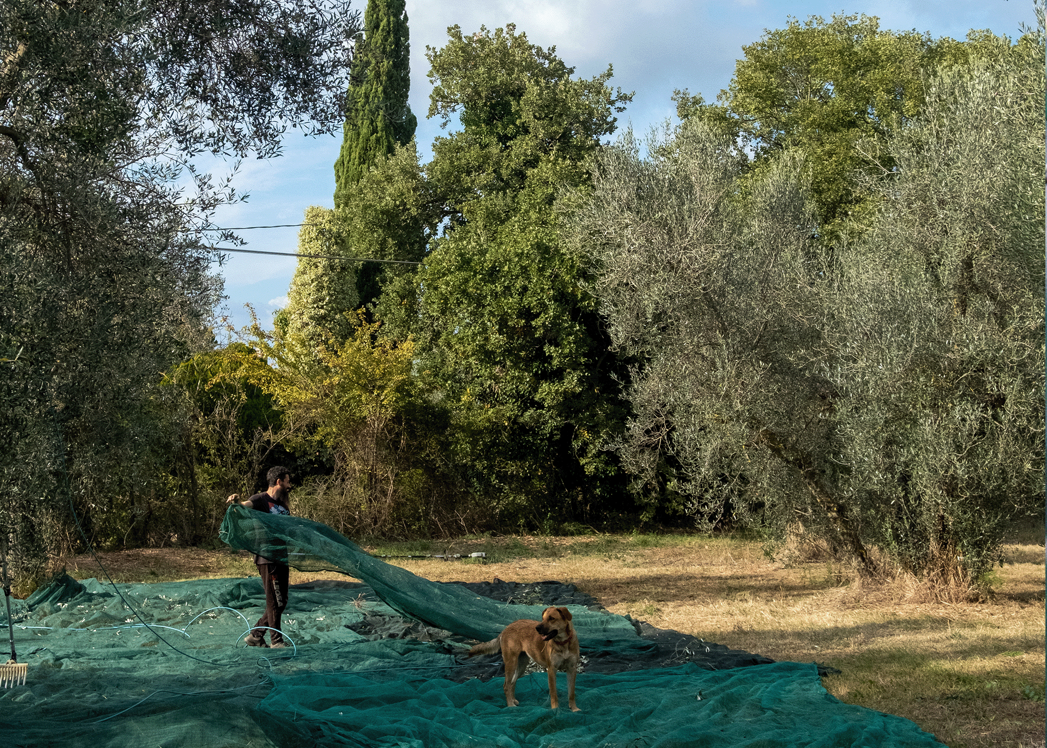 Lavoro con le reti di raccolta e il cane nell'uliveto di Casa YUVI