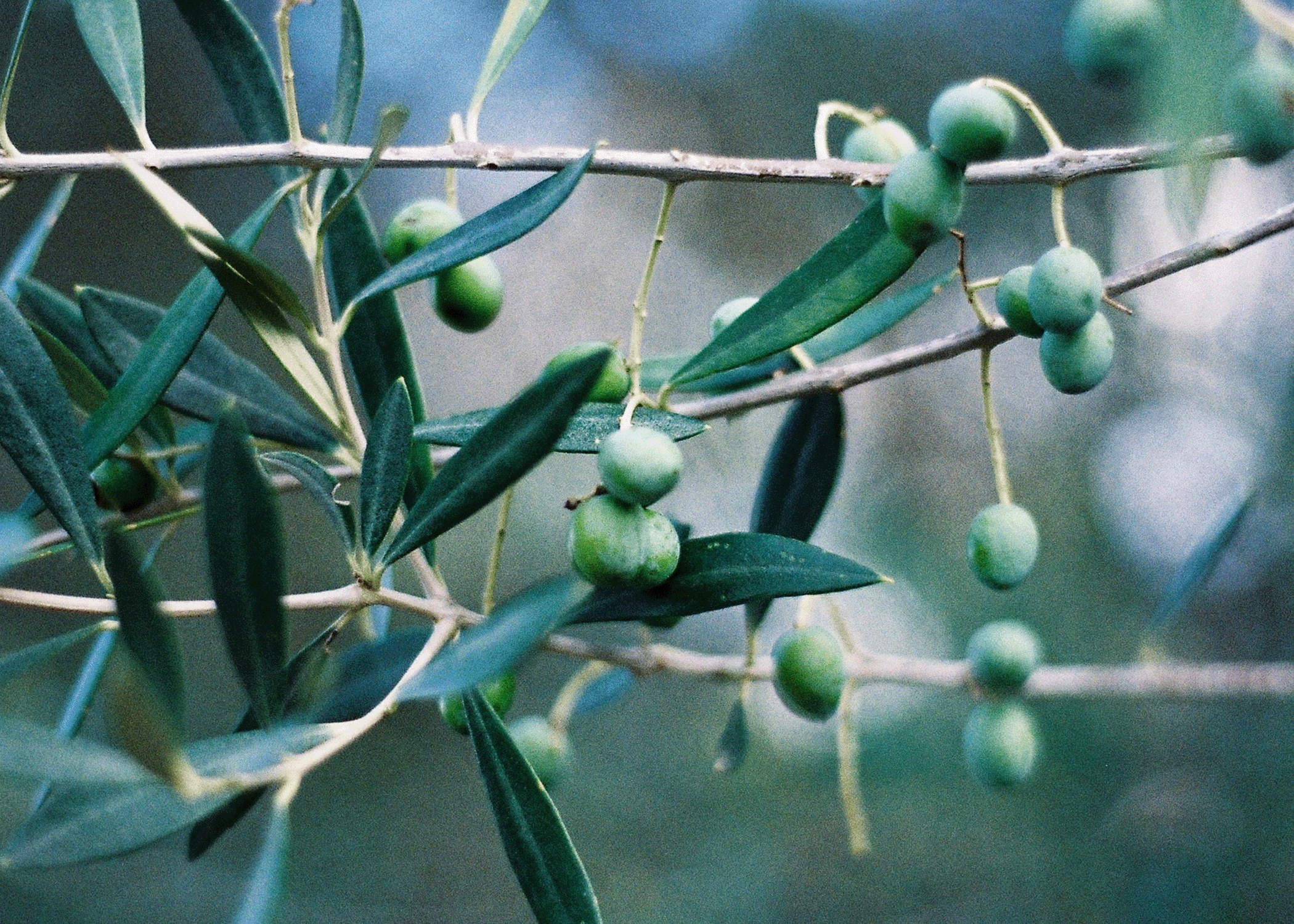 Dettaglio ravvicinato di olive fresche che maturano sui rami