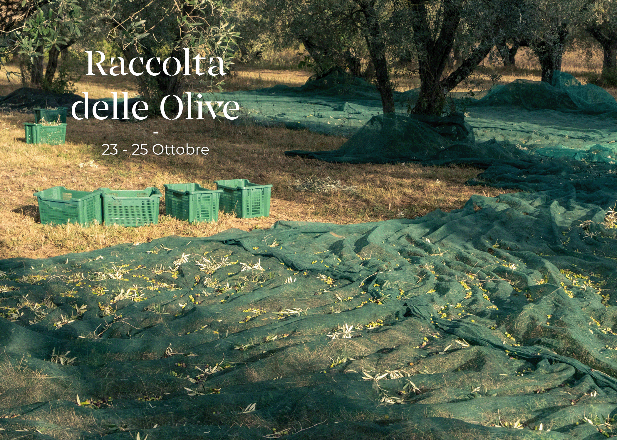 Olive harvest in progress with green nets under the olive trees at Casa YUVI