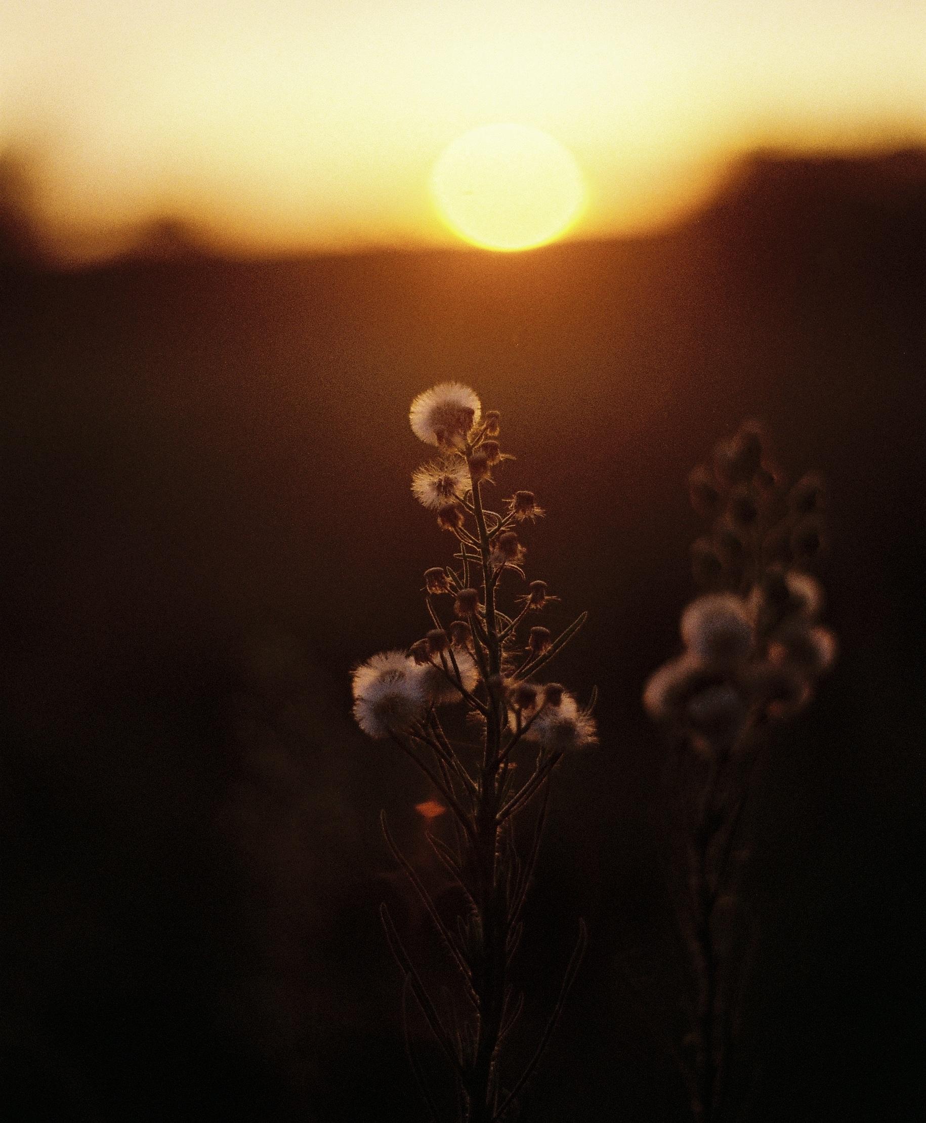Dried wildflower silhouetted against a winter sunset at Casa YUVI