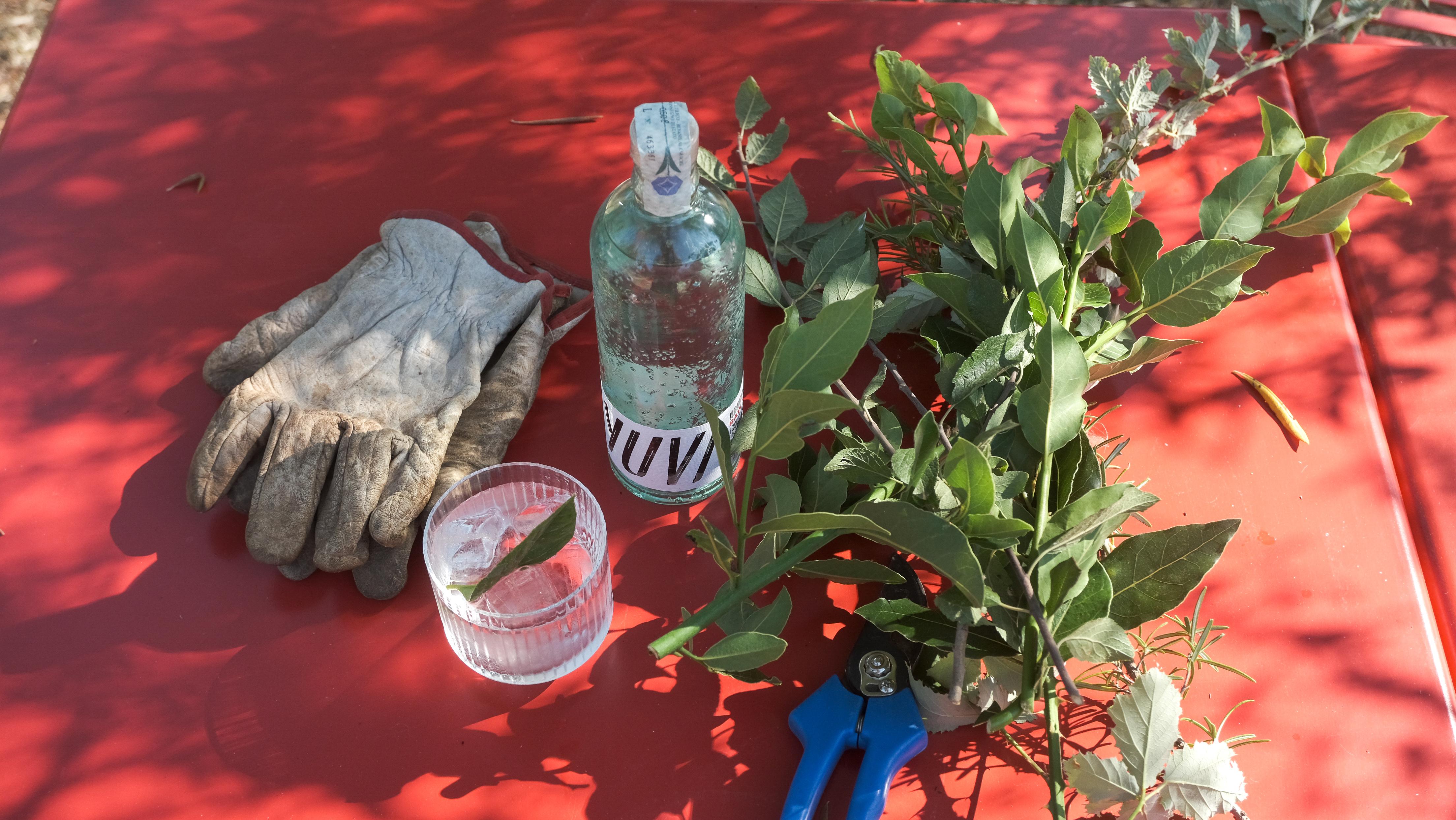 YUVI Dry Gin with freshly gathered botanicals on a red worktable
