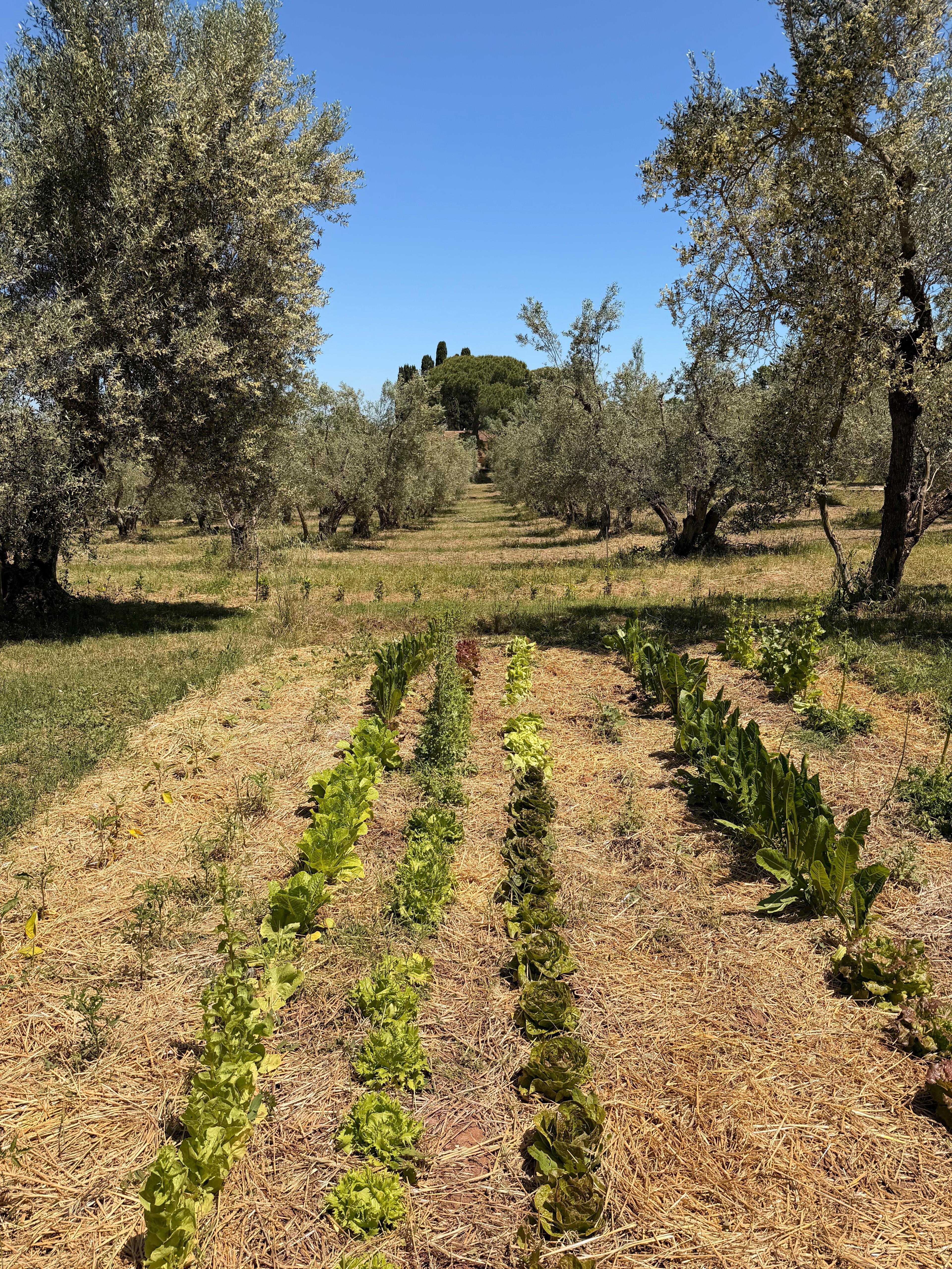 Orto biologico a Casa YUVI