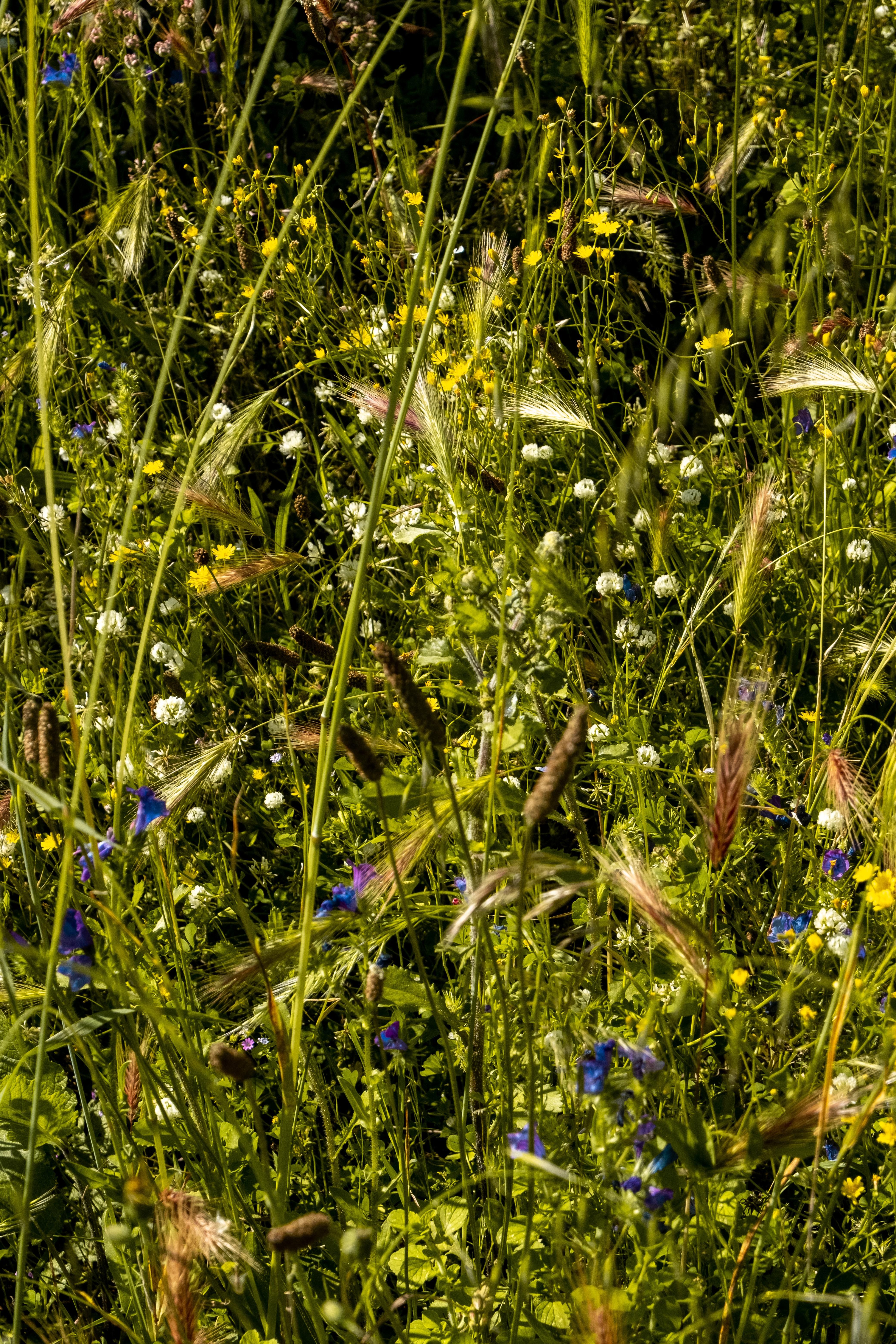Wildflowers in the Tuscia countryside near Casa YUVI